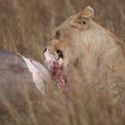 Lion-Eating