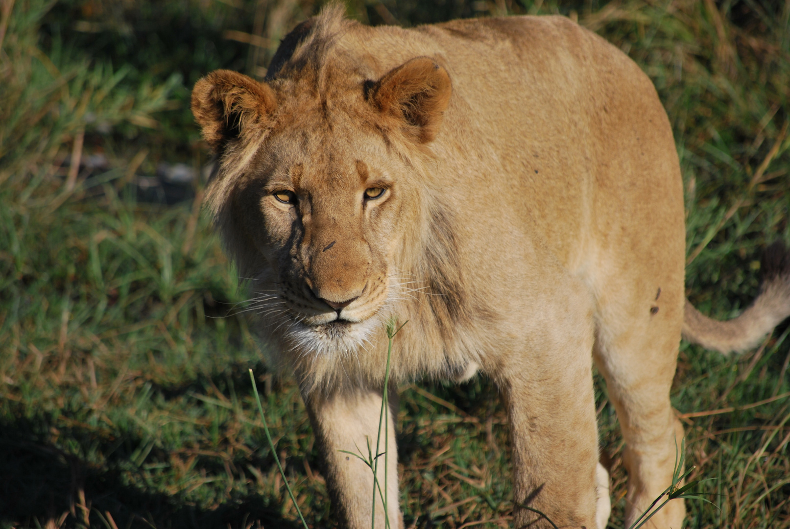 Lion encounter