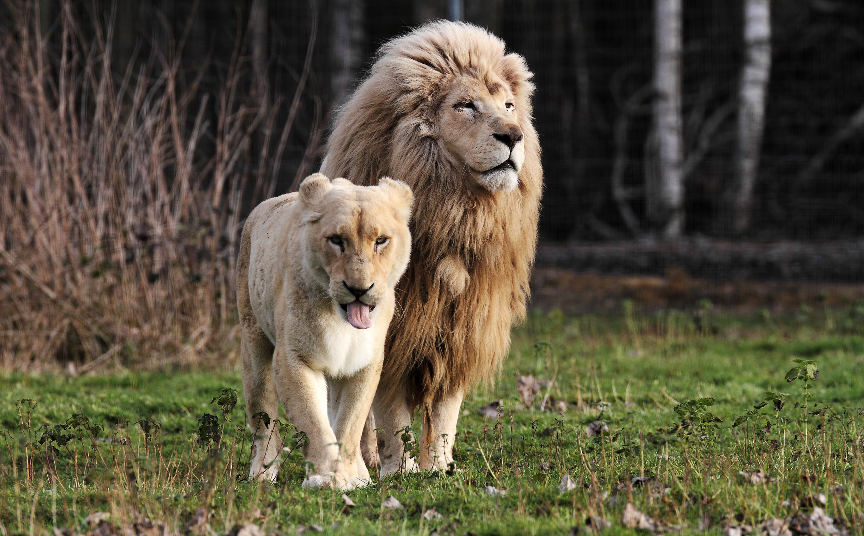 Lion et lionne de Kruger ..