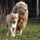 Lion et lionne de Kruger ..