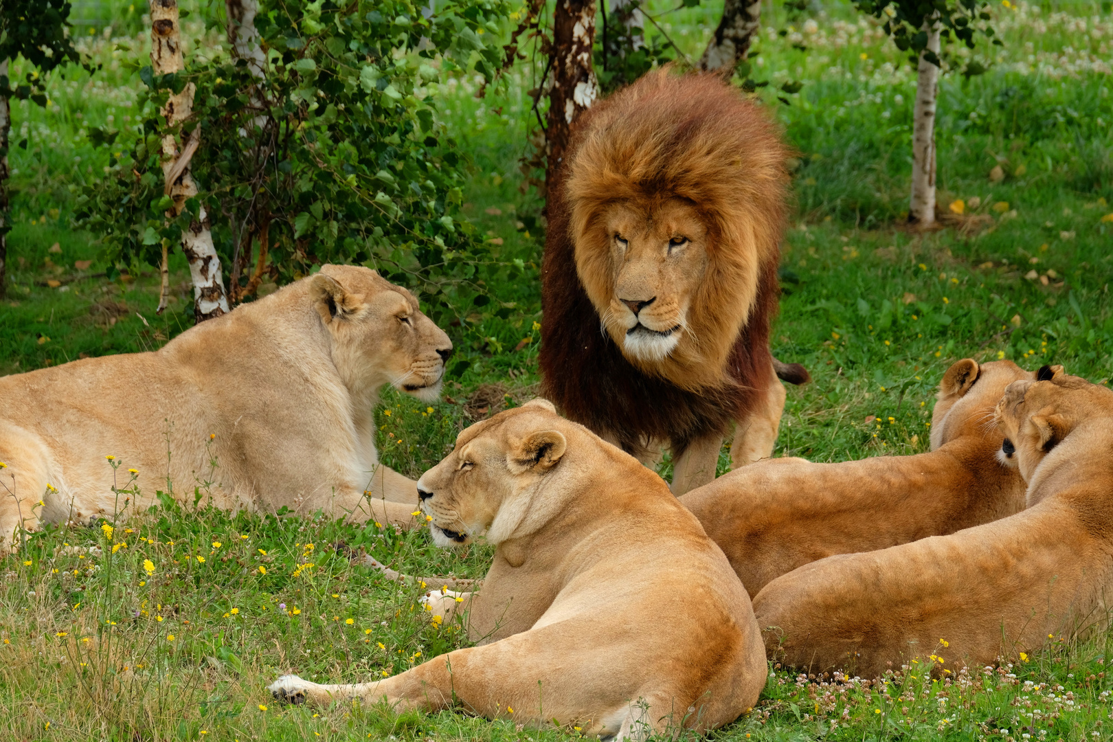 Lion et Lionnes 