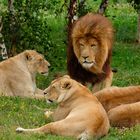 Lion et Lionnes 