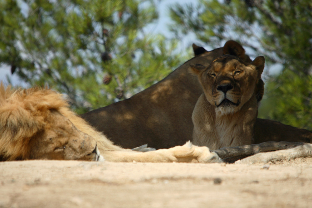 lion et lionnes au repos