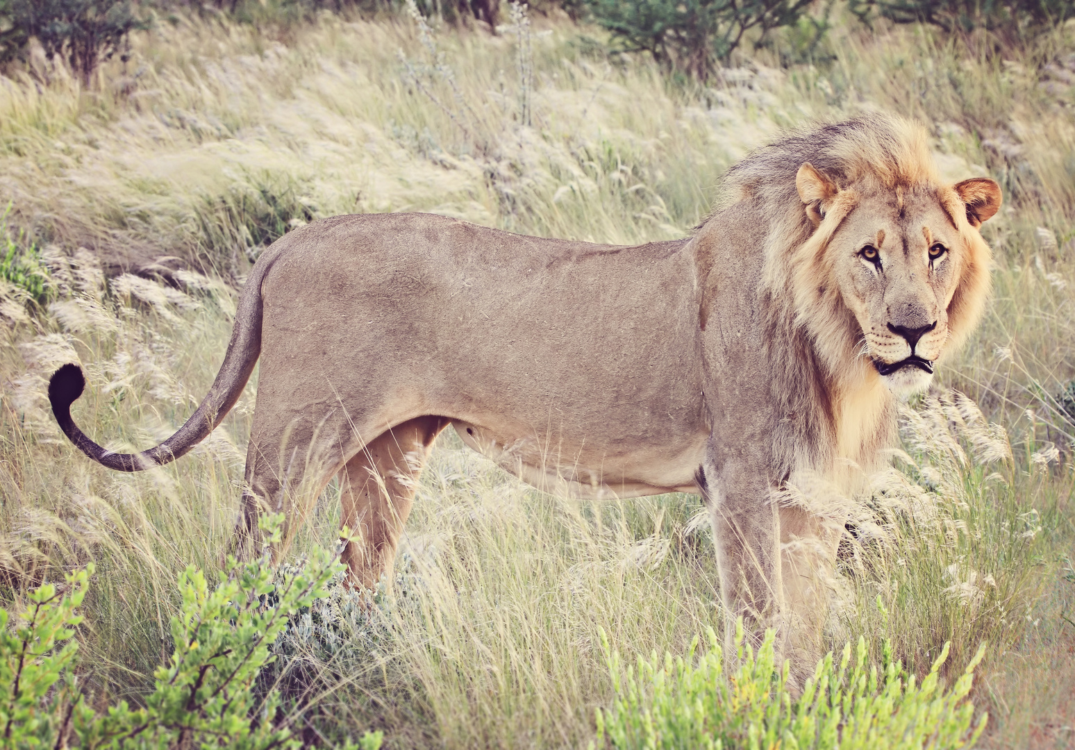 Lion, Etosha National Park, NA