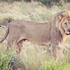 Lion, Etosha National Park, NA