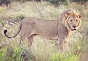 Lion, Etosha National Park, NA von Hartmann Sven 