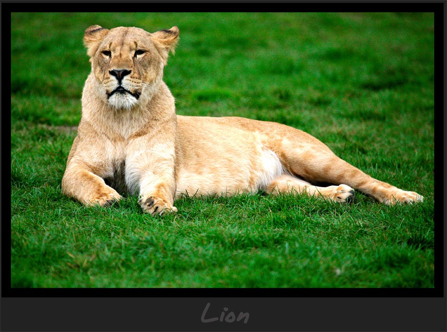 Lion