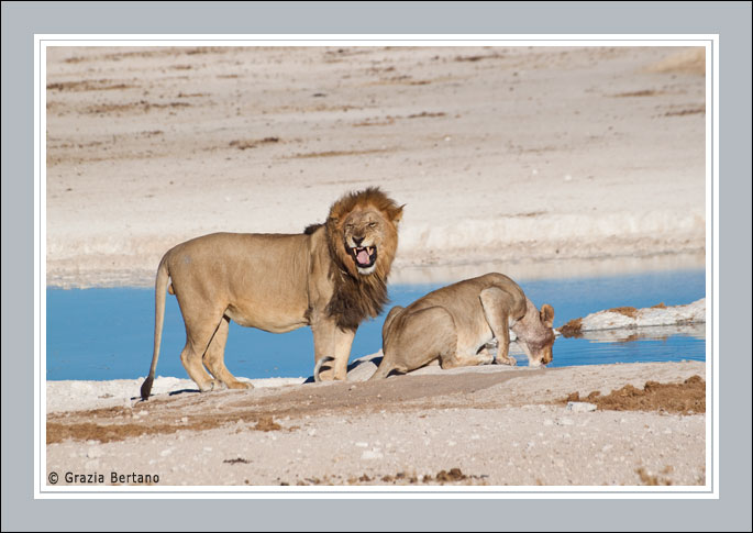 Lion fallen in love