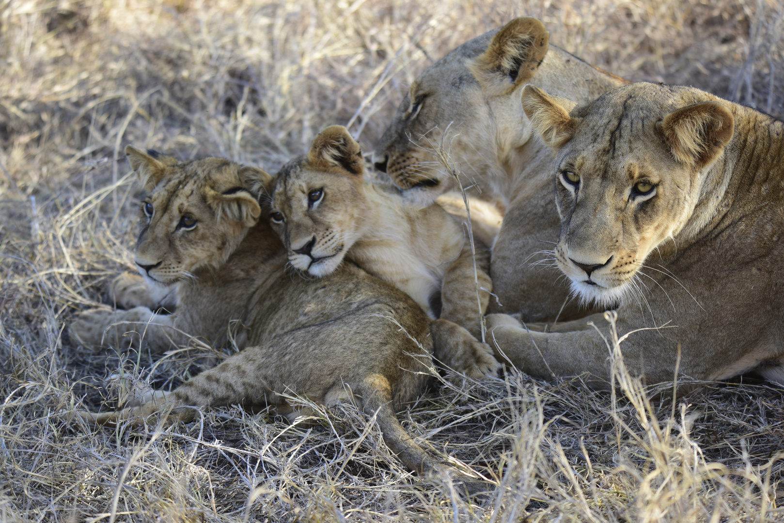 Lion Family