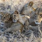 Lion Family