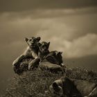 LION FAMILY BEFORE THE STORM - TANZANIA