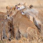 Lion family