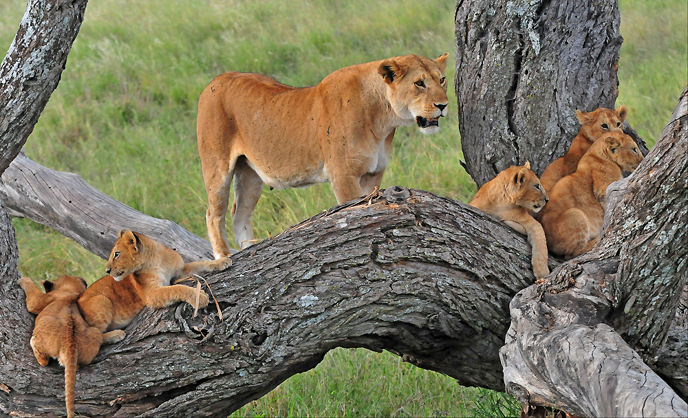 Lion family in Tanzania