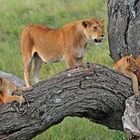 Lion family in Tanzania