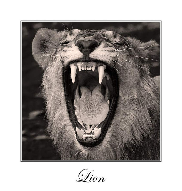 Lion