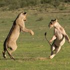 Lion Fight