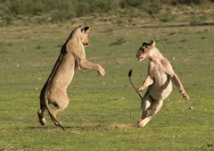 Lion Fight