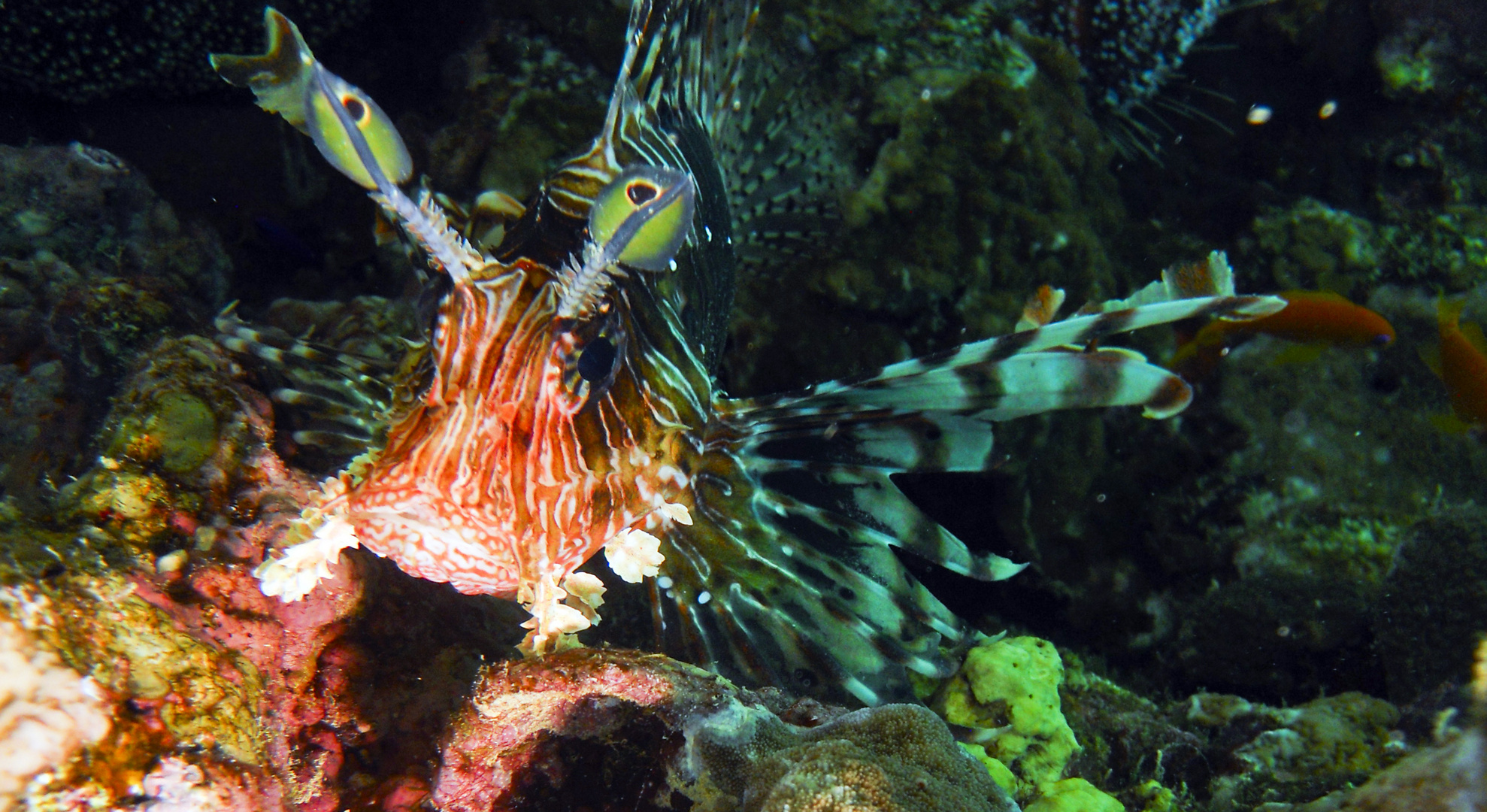 lion fish