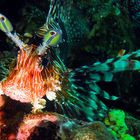 lion fish