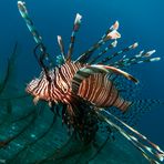 Lion Fish