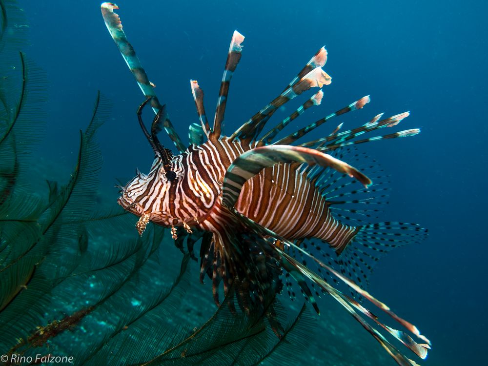 Lion Fish