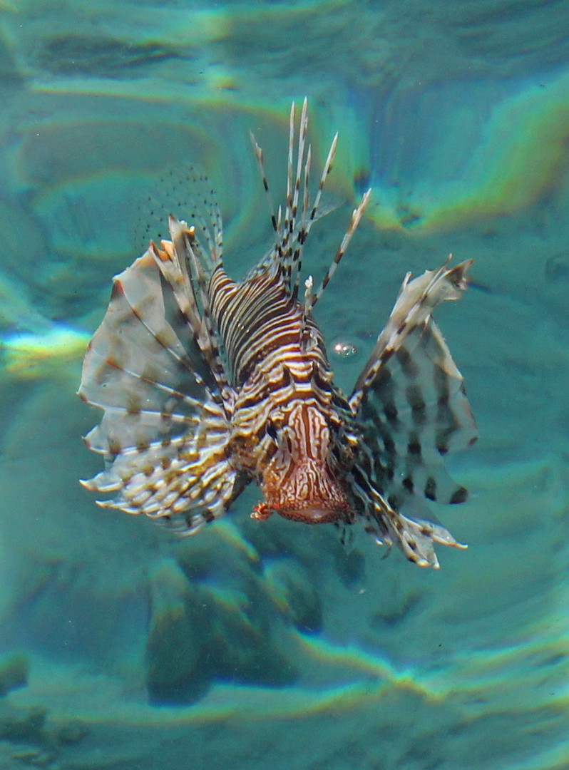 Lion Fish