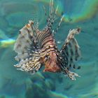 Lion Fish