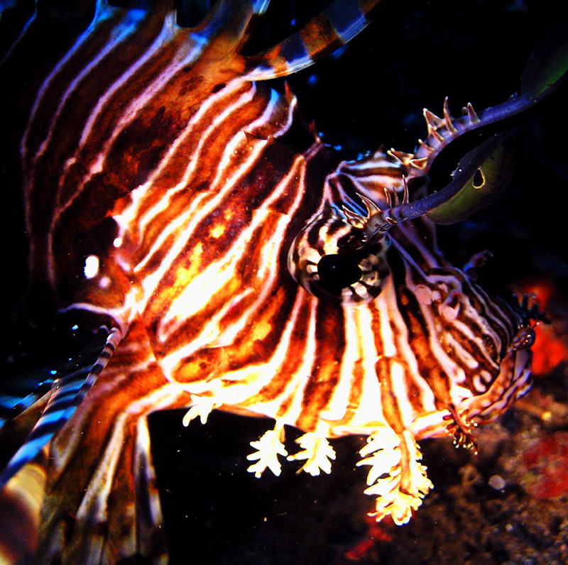 Lion-Fish