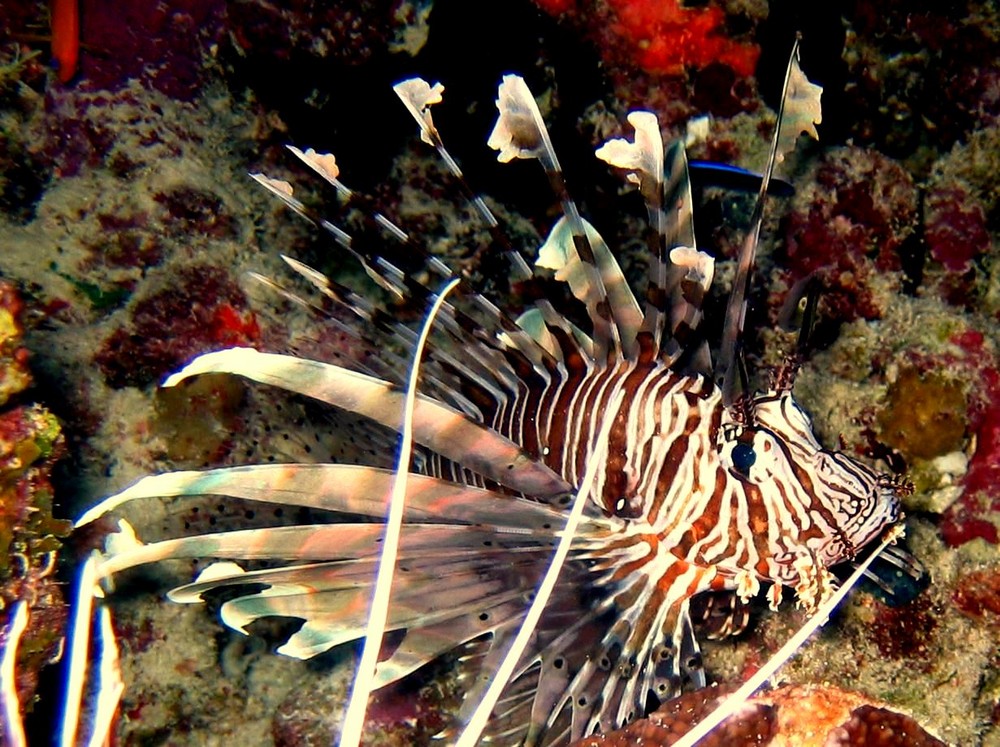 lion fish 2