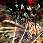 lion fish 2