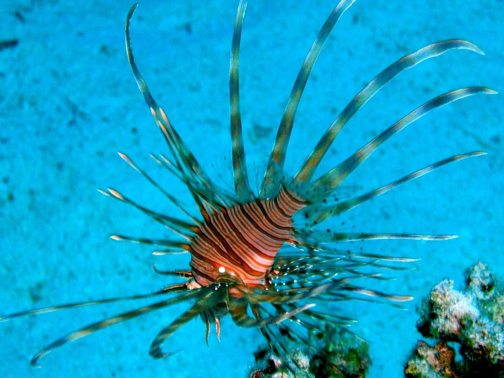 LION FISH