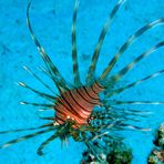 LION FISH