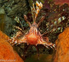 Lion Fish