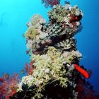 Lion Fish