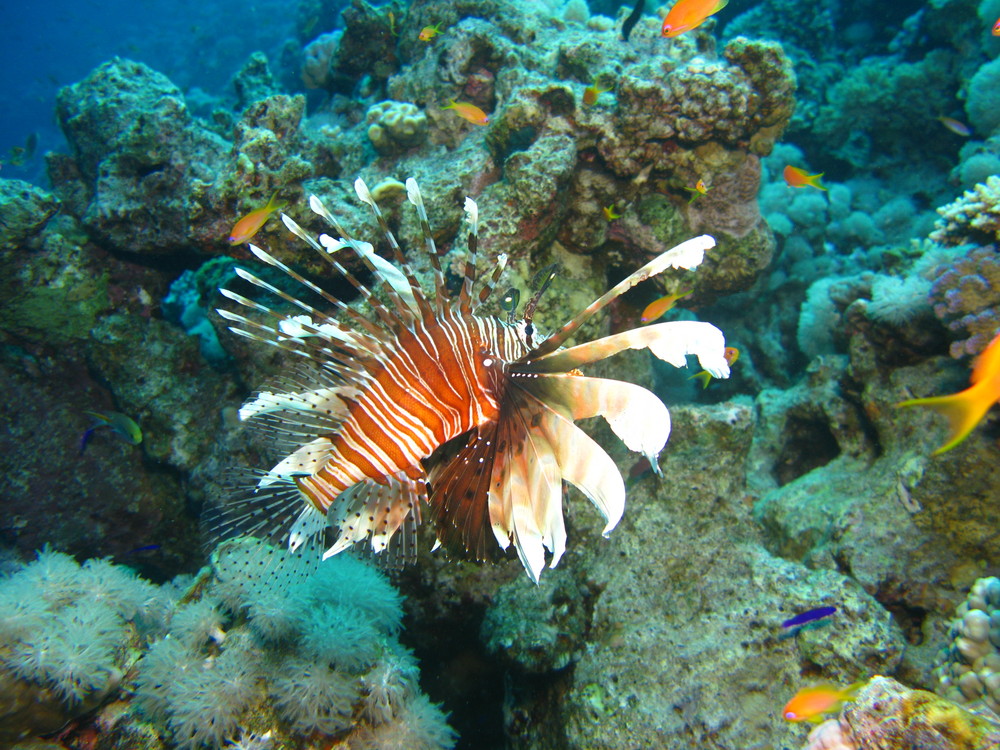 lion fish