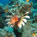 lion fish