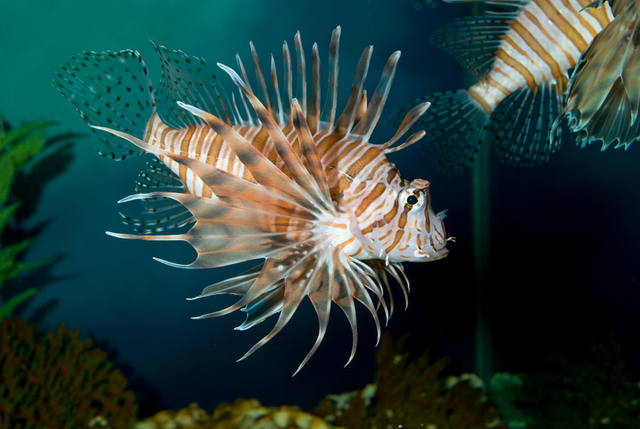 Lion Fish