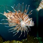 Lion Fish