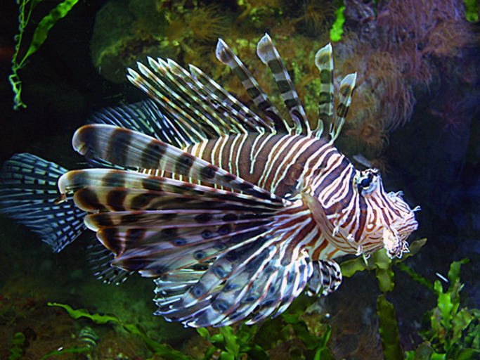 Lion Fish