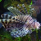 Lion Fish