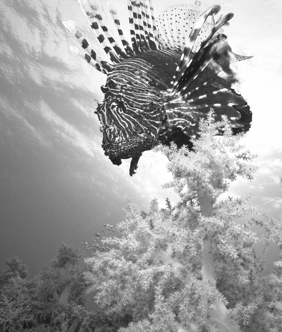 Lion Fish I