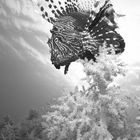 Lion Fish I