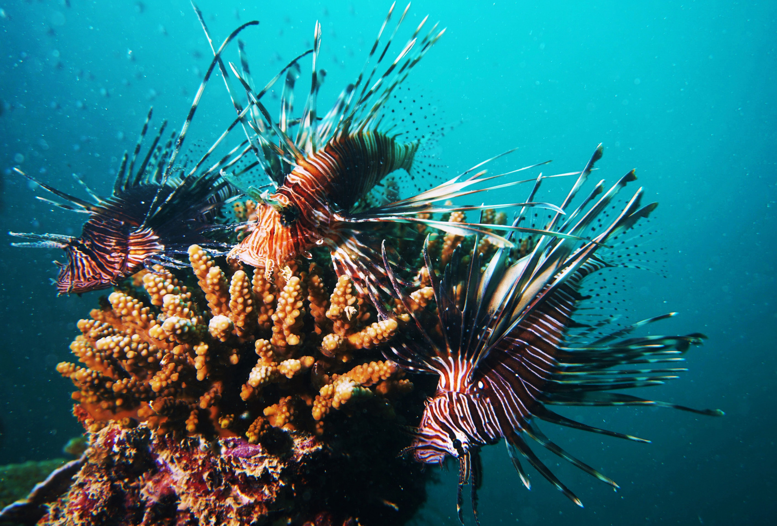 Lion Fish, Ila Rodrigues