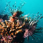 Lion Fish, Ila Rodrigues