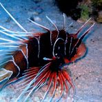 LION FISH -  PTEROIS ANTENNATA