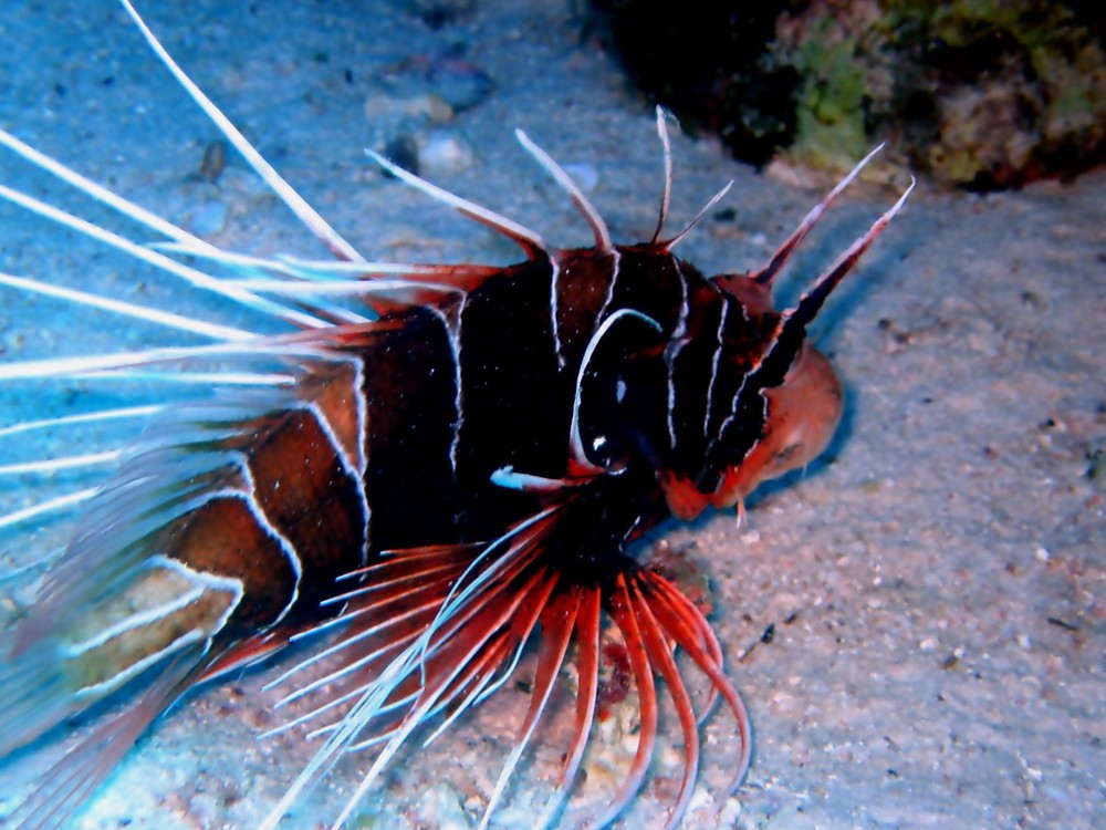 LION FISH -  PTEROIS ANTENNATA