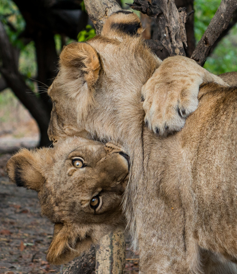 ** Lion hugging **