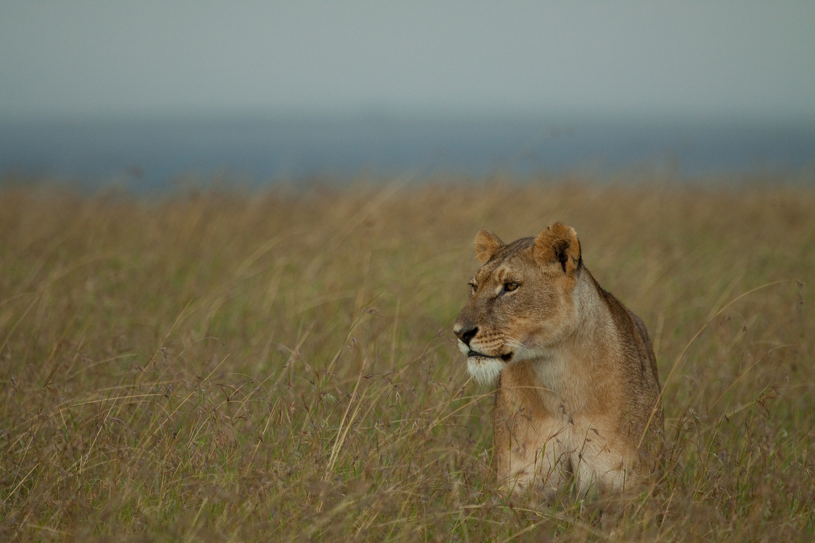 Lion im Gras (Sweetwater NP)