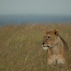 Lion im Gras (Sweetwater NP)