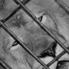 Lion in Cage?